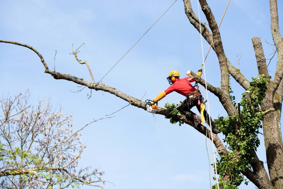 Cutting off long overhanging branch