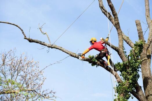 Cutting off long overhanging branch