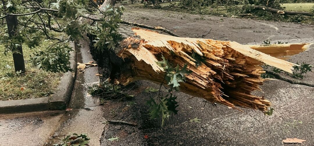 A storm-damaged tree with a split trunk lies across a residential street, highlighting the need for emergency tree removal to restore safety.