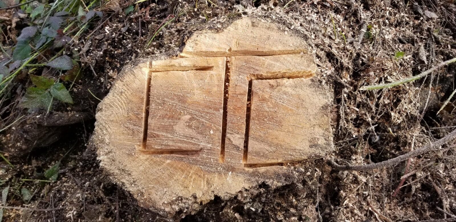 Stump of tree with CTC carved into it