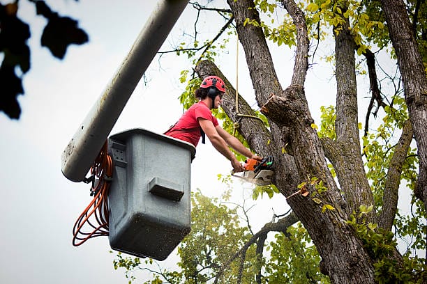 Using bucket truck to reach hard to reach limbs on tree