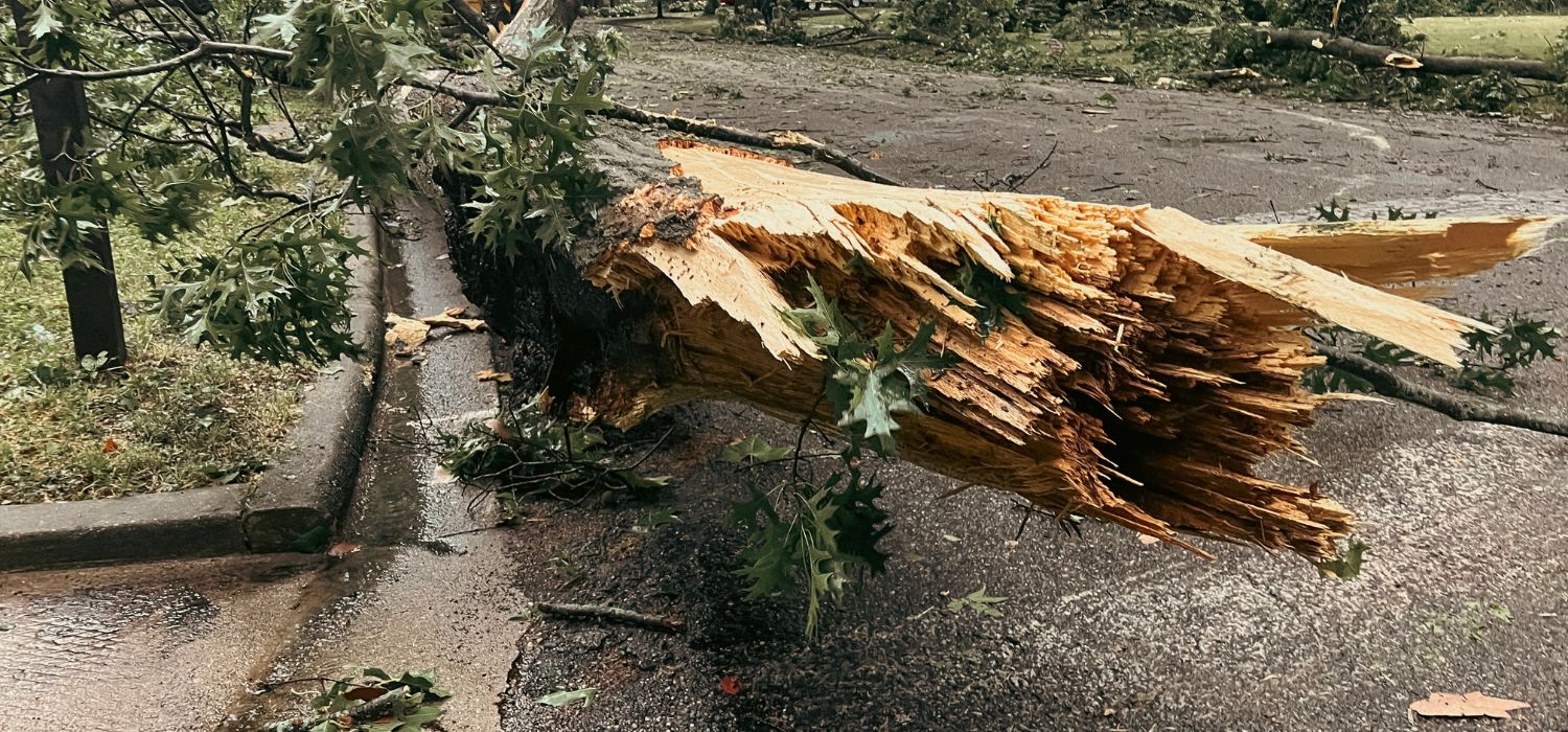 A storm-damaged tree with a split trunk lies across a residential street, highlighting the need for emergency tree removal to restore safety.