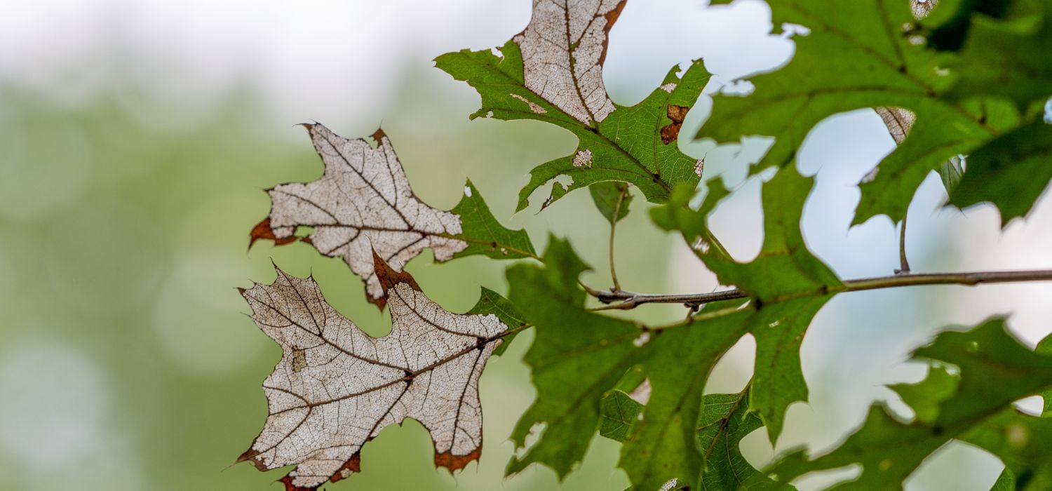 Close-up of oak leaves with discoloration and decay damage, illustrating common signs of tree health problems in residential landscapes.
