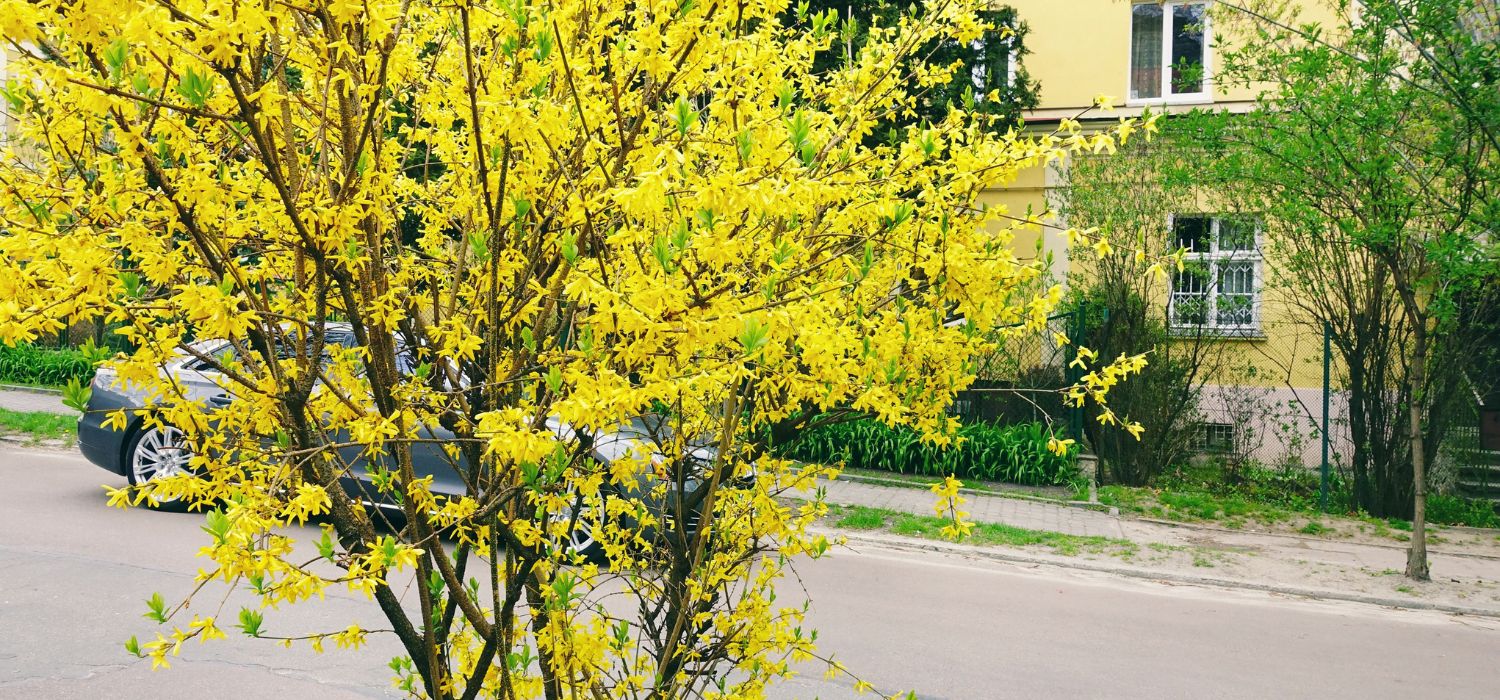 A flowering tree with bright yellow blossoms stands along a residential street in front of homes, illustrating the curb appeal benefits of healthy, well-maintained trees.