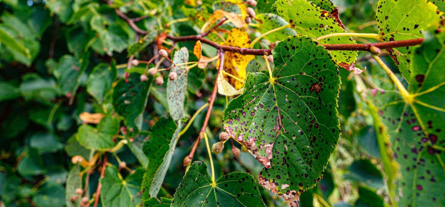 Top Signs You Need Professional Tree Removal