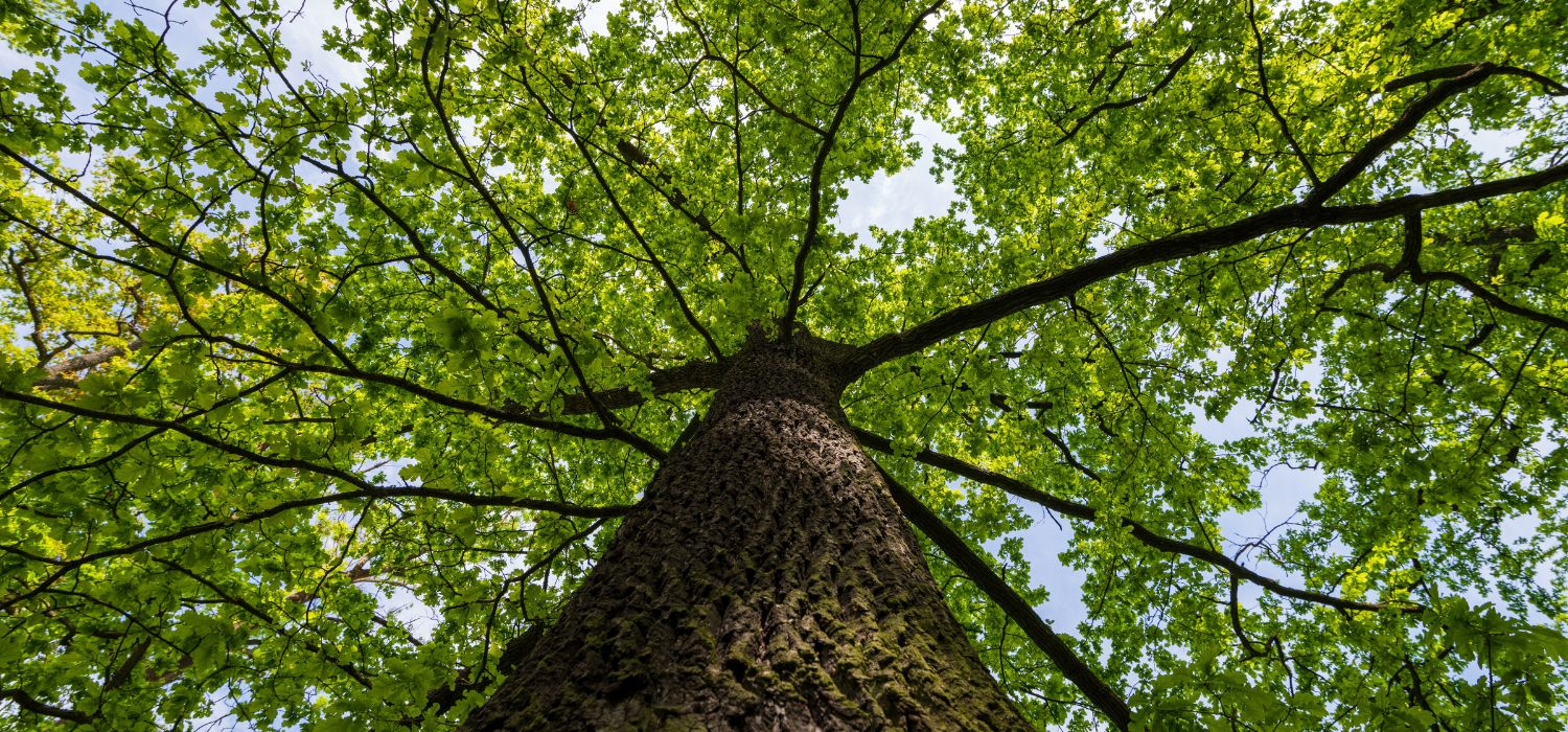 Upward view of a tall mature tree with a thick textured trunk and wide green canopy spreading against the sky.