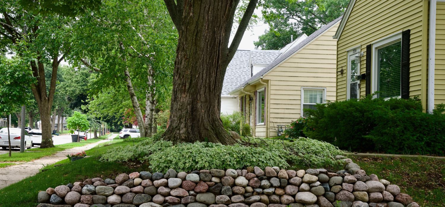 Large mature tree planted near a residential home in WA showing proper landscaping and tree placement to protect property and maintain curb appeal.