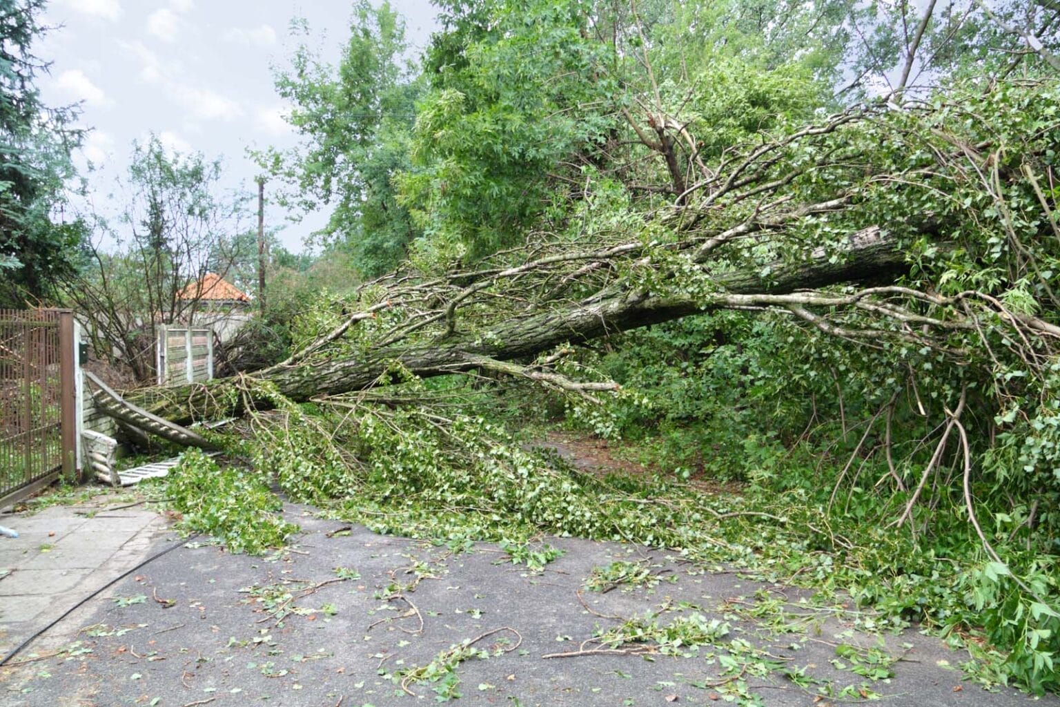 Emergency Tree Removal in Allyn WA