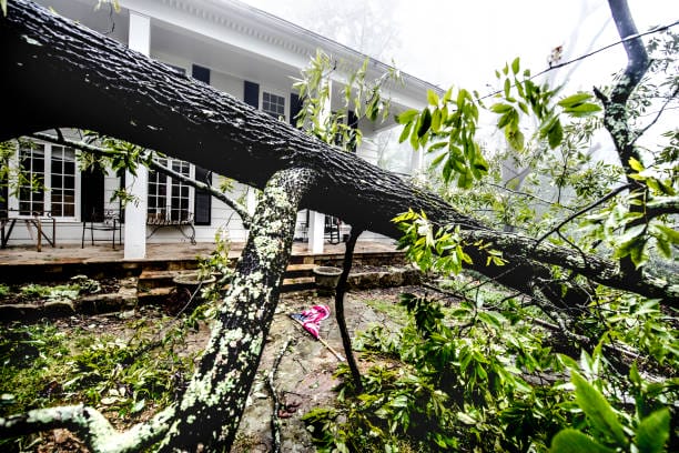 Emergency Tree Services in Grapeview WA