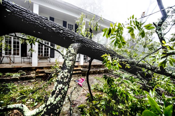 Emergency Tree Services in Sunnyslope WA