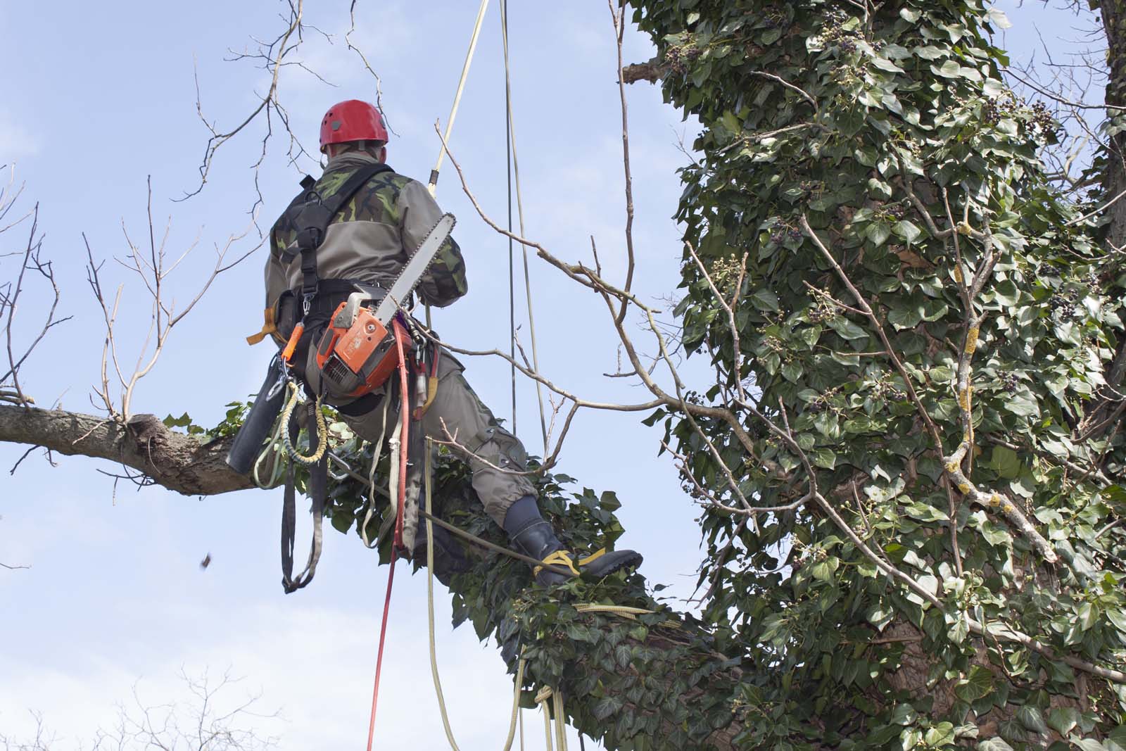 Large Tree Removal in Tahuya WA