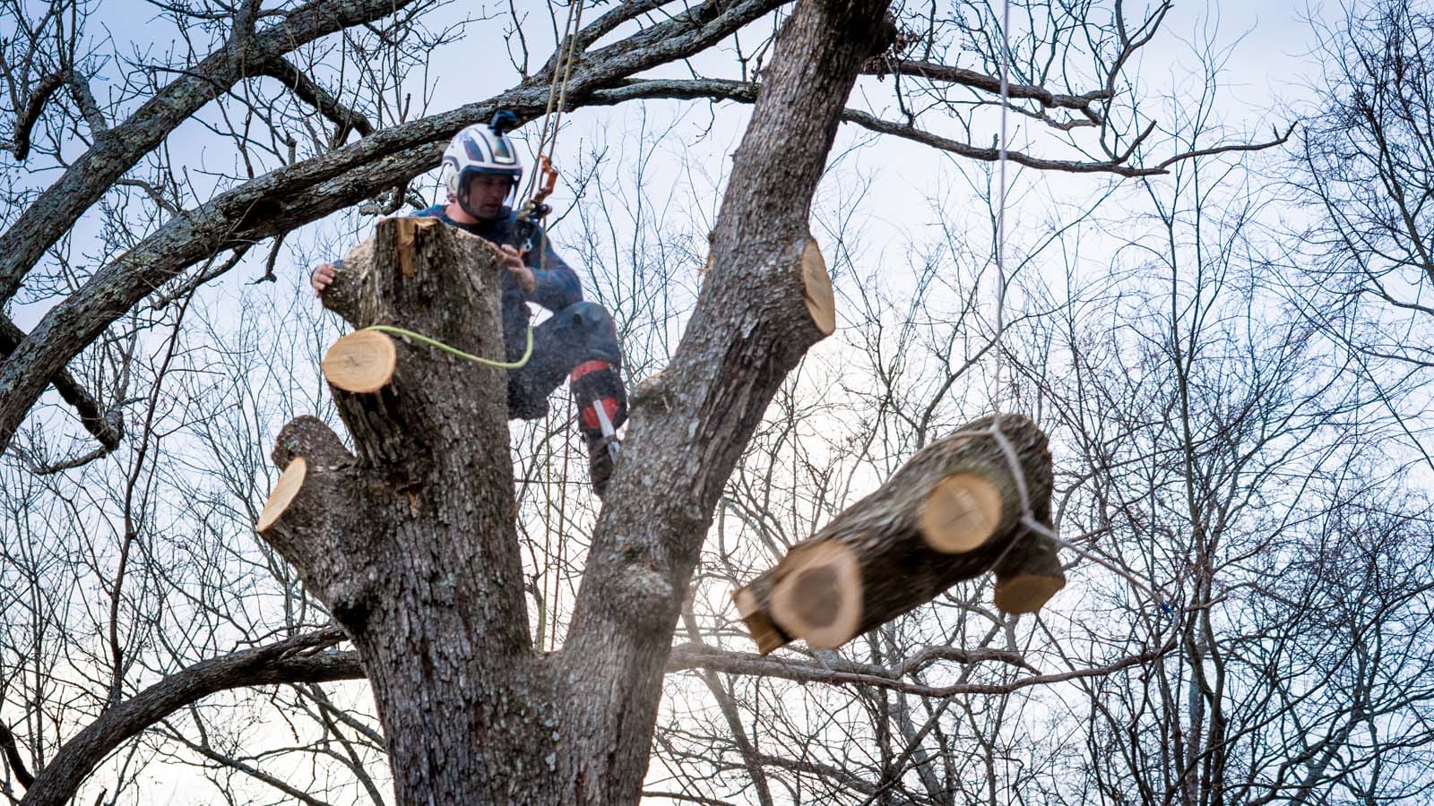 Tree Removal in Tahuya WA